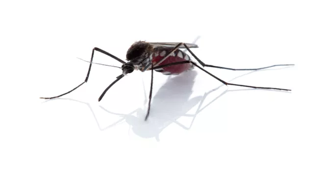 Bikin Ganggu, Ini Daftar Penyakit Akibat Nyamuk