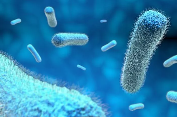 Selain Tifus, Ini Penyakit yang Ditularkan Bakteri Salmonella Typhi