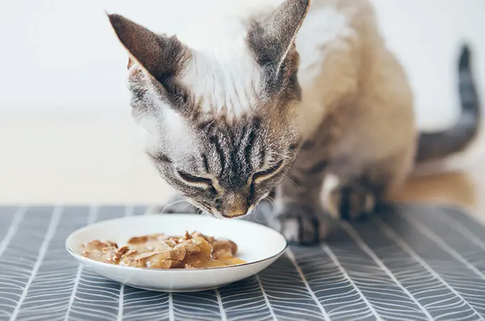 Inilah Nutrisi yang Dibutuhkan dalam Makanan Kucing