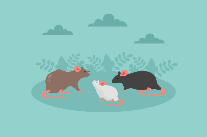Ketahui Epidemiologi Hantavirus di Indonesia