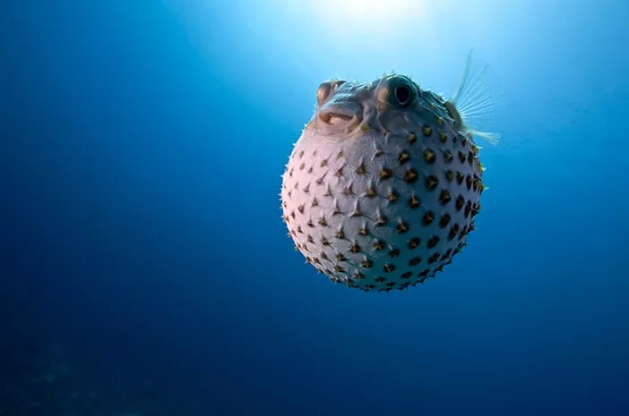 Jangan Sembarang Konsumsi, Ikan Buntal Beracun 