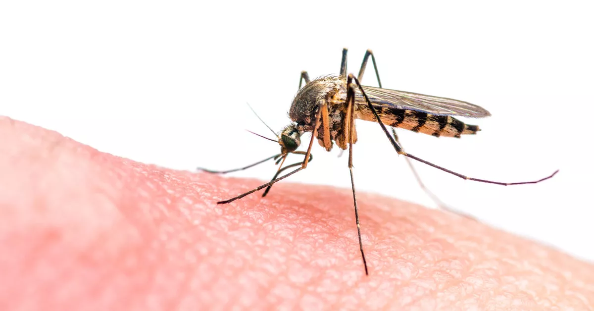 Sama-Sama karena Nyamuk, Chikungunya Vs DBD Lebih Bahaya Mana?