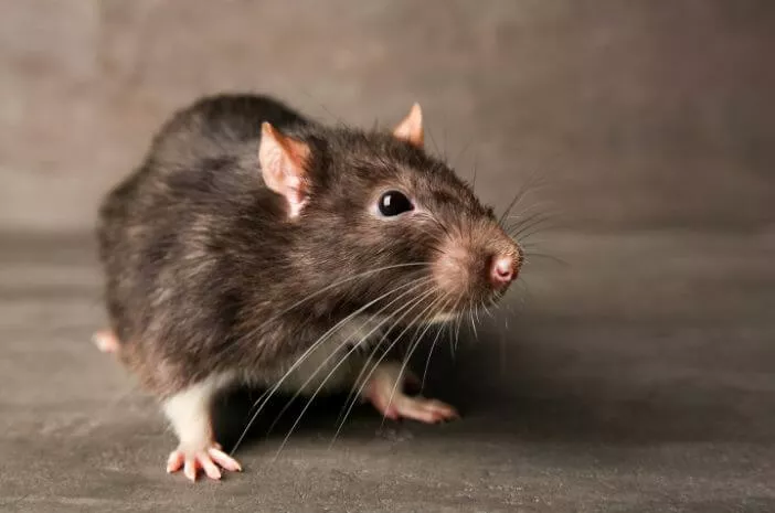 Waspadai 5 Penyakit yang Disebabkan oleh Tikus