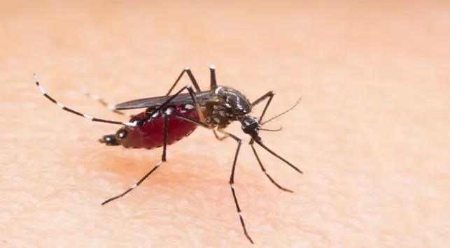 12 Gejala Malaria yang Harus Diwaspadai