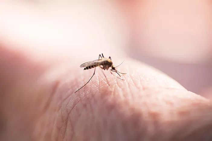 Kulit Bayi Akibat Gigitan Nyamuk, Ketahui 4 Hal Ini