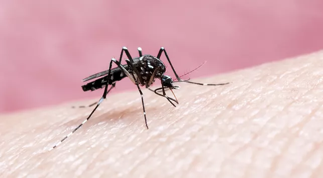 Cara Penularan Malaria dan Pencegahannya yang Perlu Diwaspadai