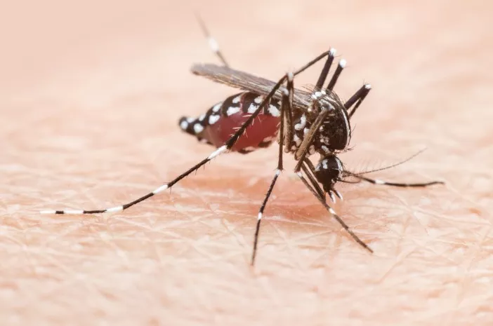 Karena Gigitan Nyamuk, Chikungunya Vs Malaria Lebih Bahaya Mana?