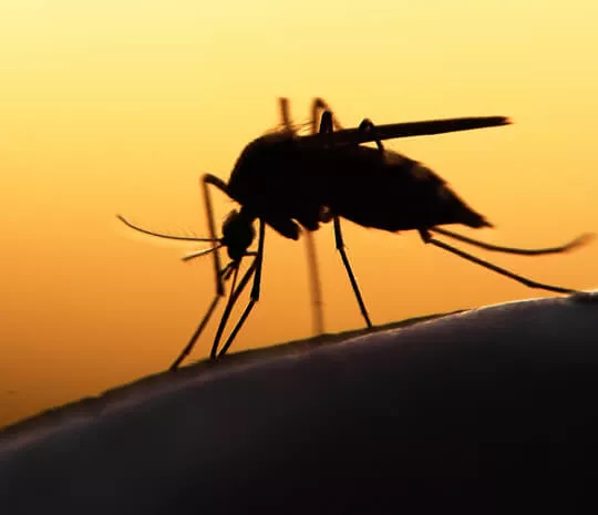 Waspada, Ternyata Virus Zika Bisa Memicu Mikrosefali