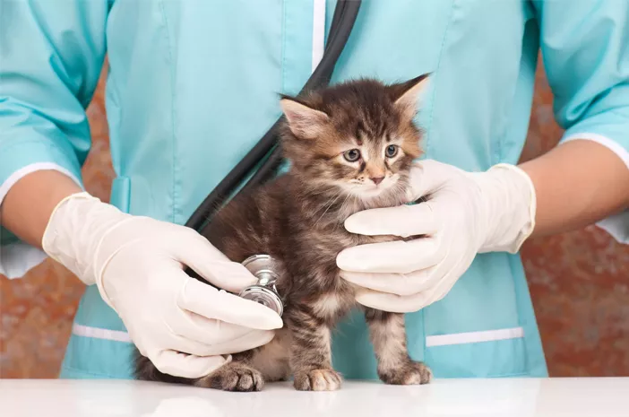 Cara Merawat Kucing Peliharaan agar Tak Terjangkit Toksoplasmosis