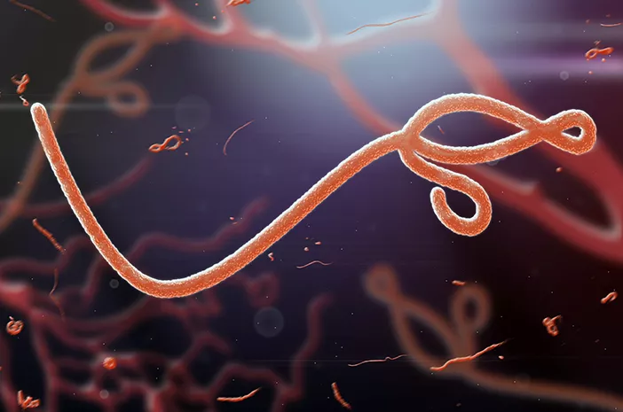 Perkembangan Ebola dari Masa ke Masa
