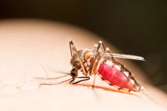 Gaya Hidup Sehat untuk Mencegah Penyebaran Chikungunya