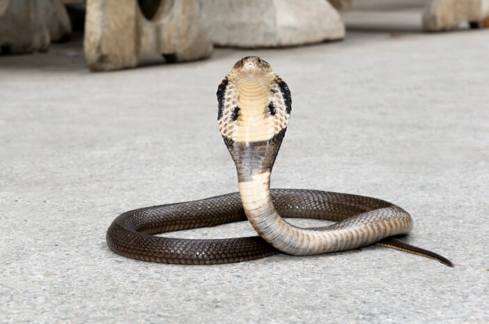 Pertama kobra ular pertolongan digigit Cara Pertolongan
