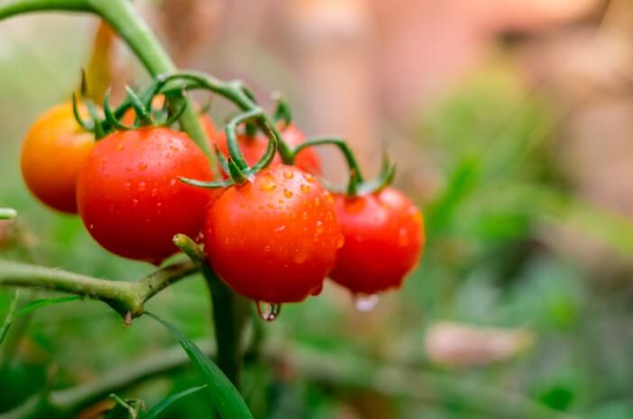 Ini 7 Manfaat Tomat untuk Kesehatan