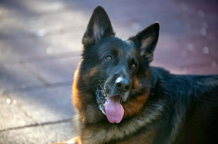 Kasus Anjing Serang ART, Ketahui Cara Penanganannya