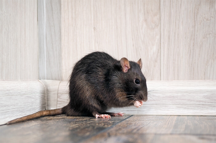 Musim Hujan, Leptospirosis Lebih Merajalela