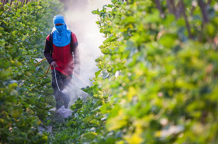 Sering Terpapar Pestisida Bisa Terkena Limfoma Non Hodgkin?