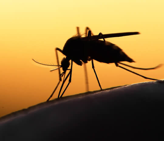 Waspada, Ternyata Virus Zika Bisa Memicu Mikrosefali Waspada, Ternyata Virus Zika Bisa Memicu Mikrosefali