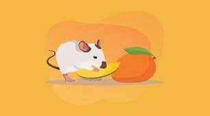 Waspada Gigitan Tikus, Ini 5 Faktor Risiko Terkena Penyakit Pes 